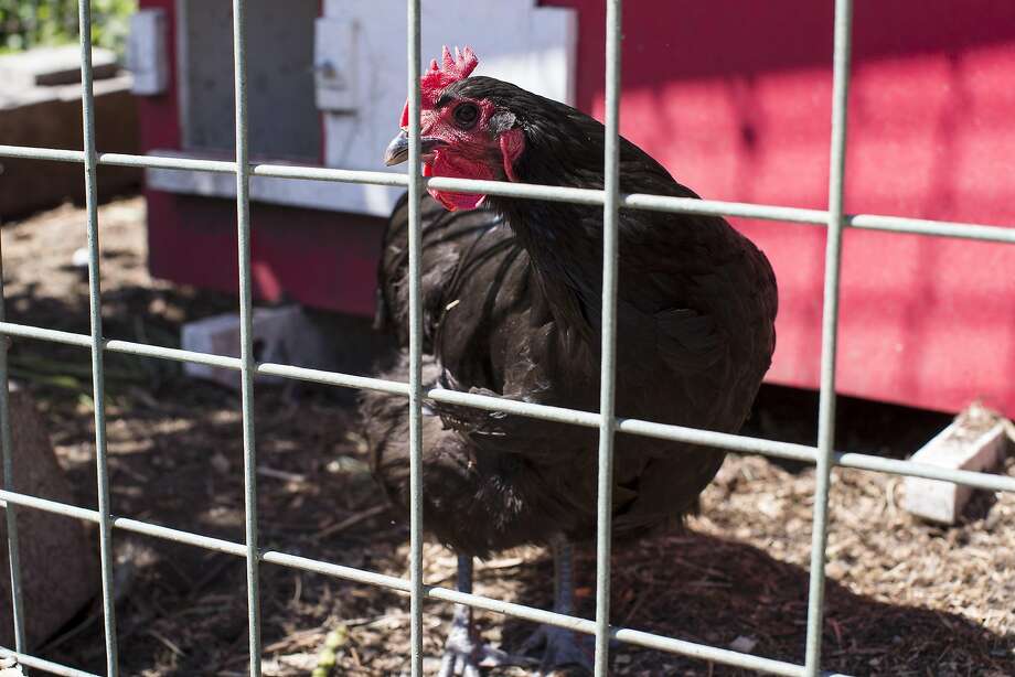 Nursery In Urban Oasis Supports Gardeners Sfgate A En Is Seen In Coop At Ploughshares Nursery Alameda Calif