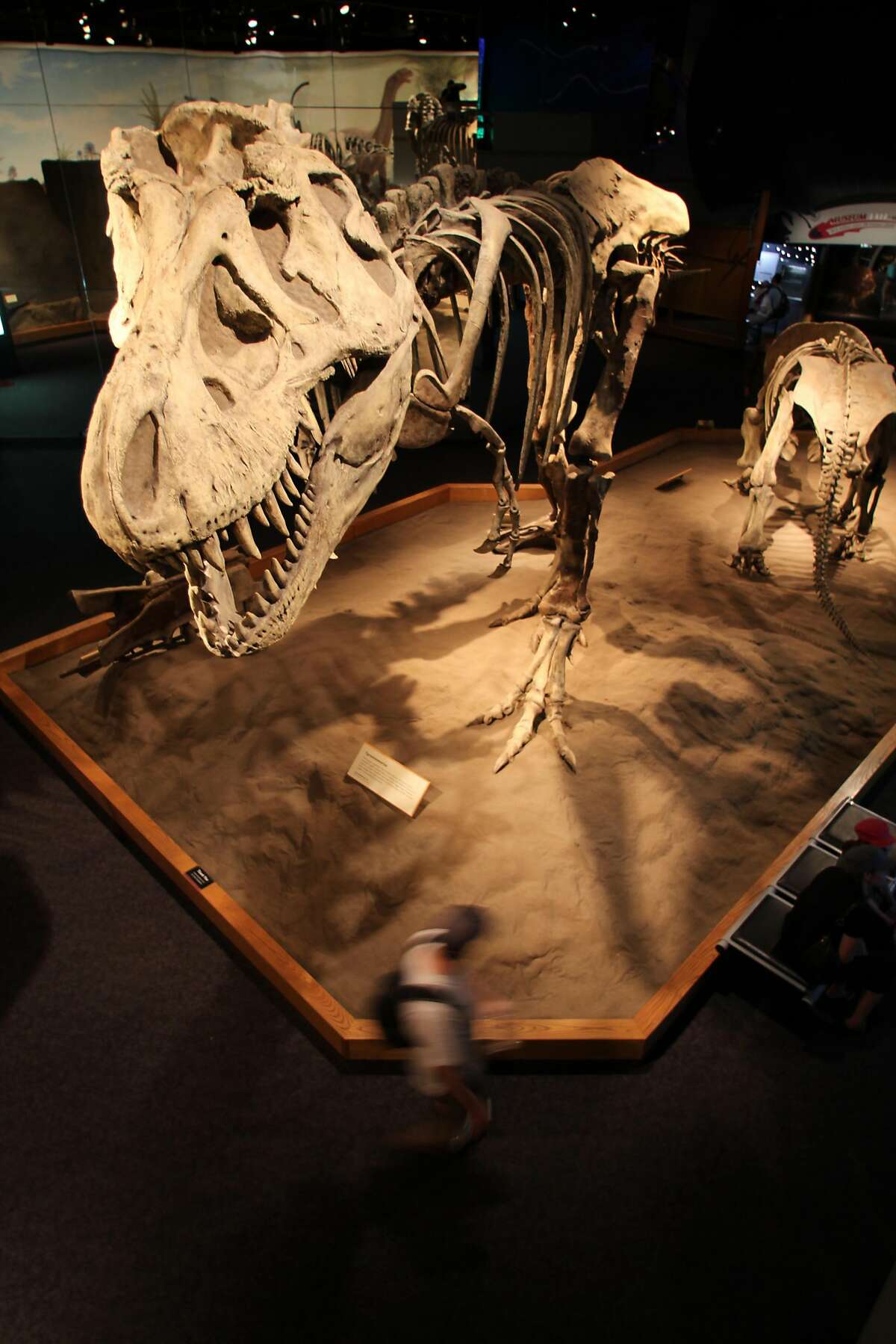 The Royal Tyrrell Museum in Drumheller, Alberta, holds one of the largest collections of�dinosaur�bones and research, in large part because so many fossils have been discovered in the region.