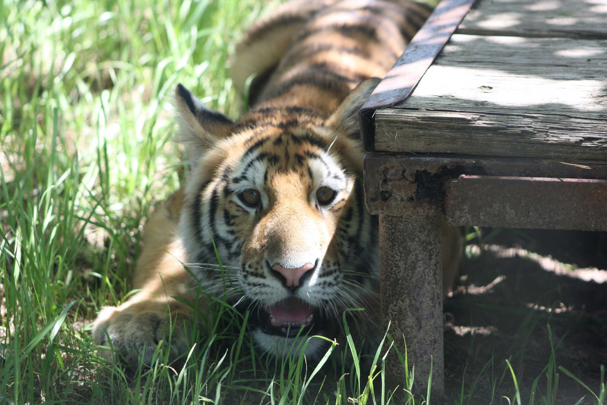 Tiger Creek Prepares for Annual Prowl-O-Ween Benefit
