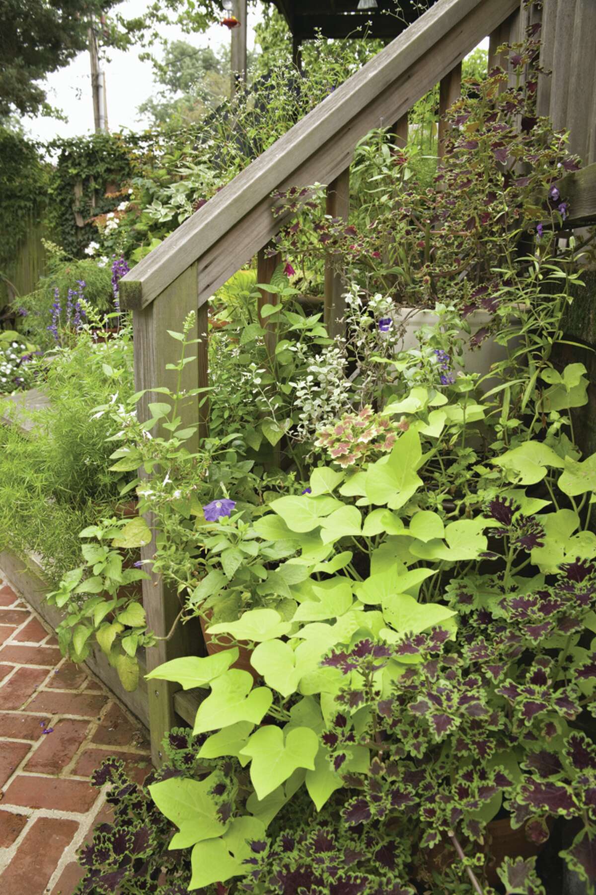 sweet potato vine