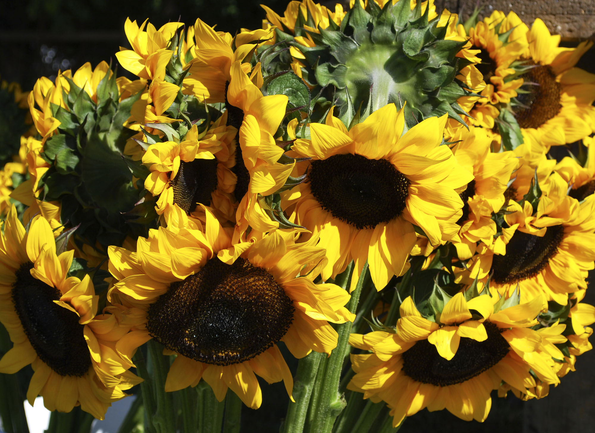 Colorful sunflower blooms create bright spots in any landscape