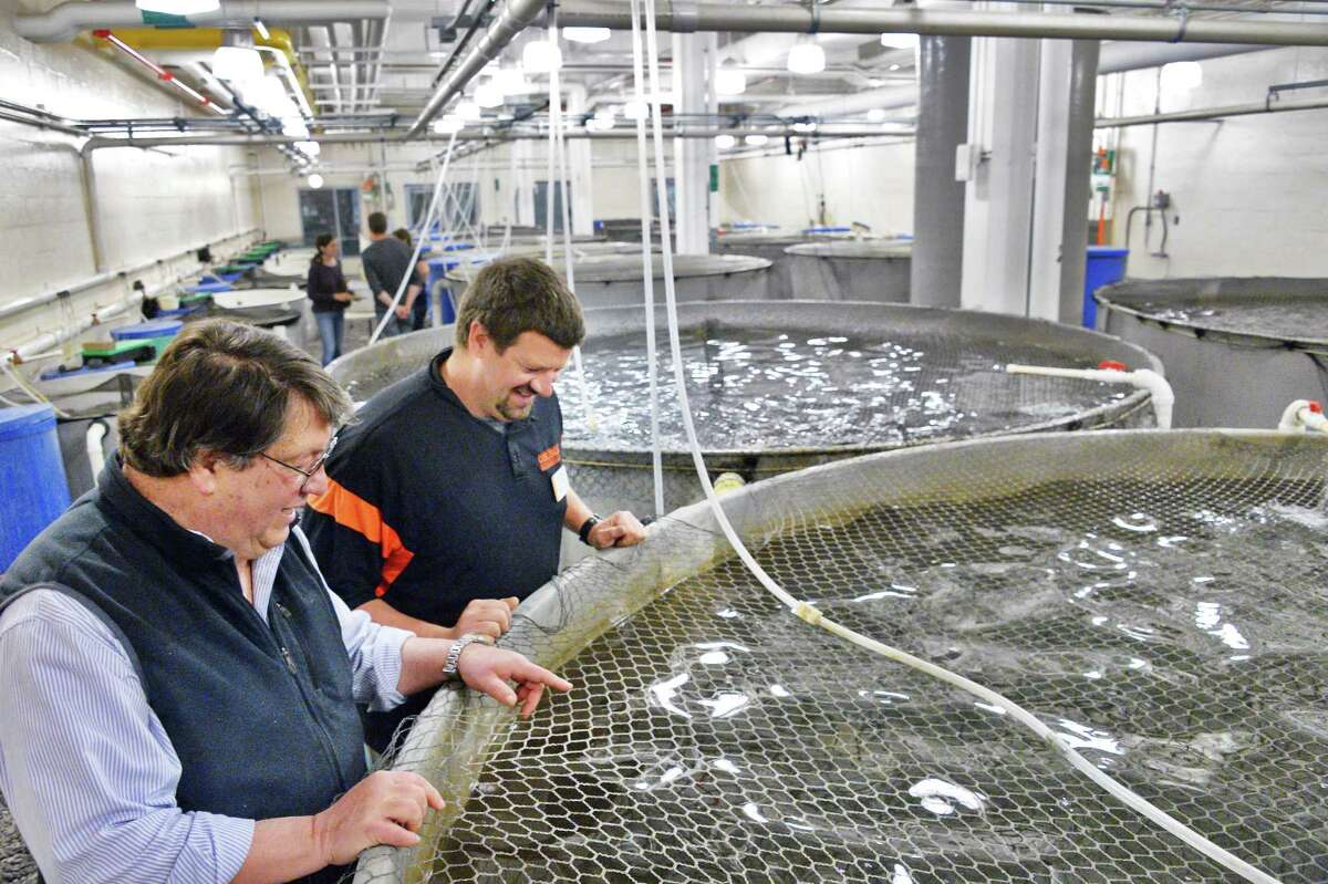 Hybrid fish hooks hatchery