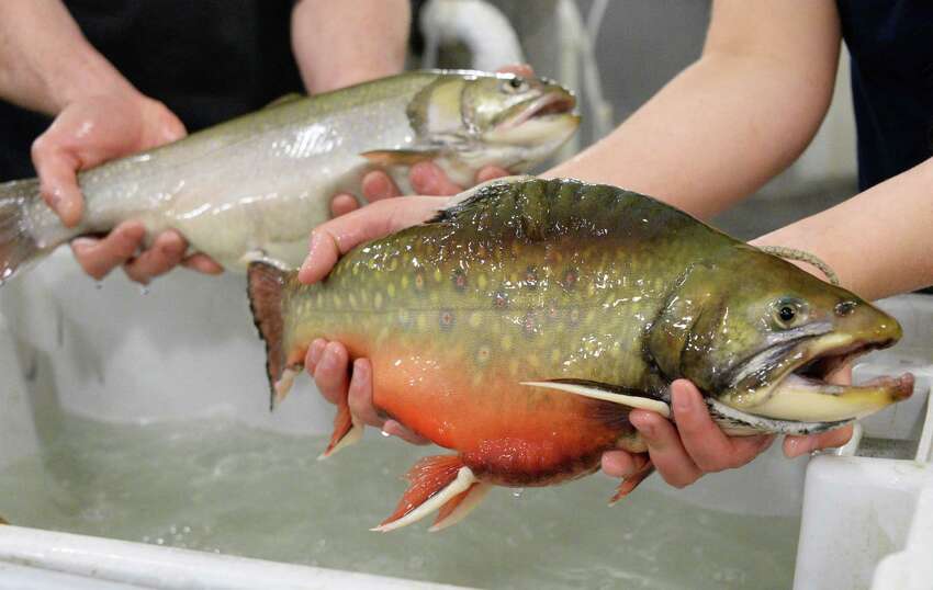 Hybrid fish hooks hatchery