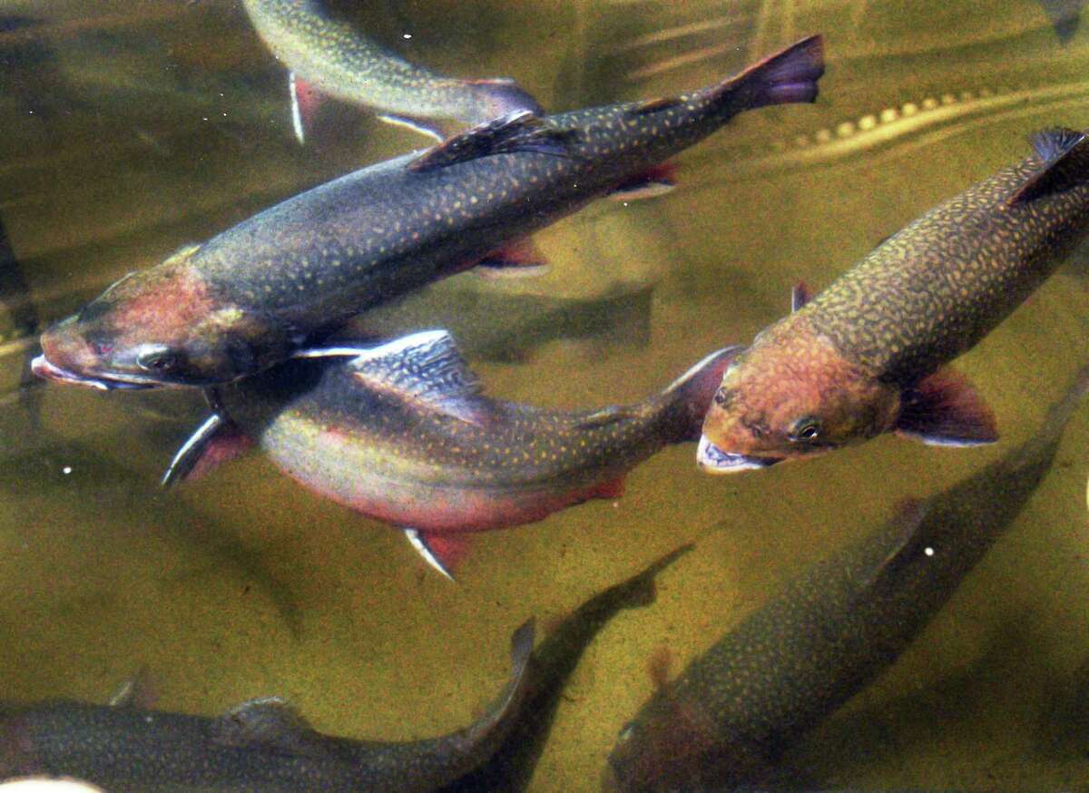 Hybrid fish hooks hatchery