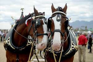 Hot Pick: Budweiser Clydesdales