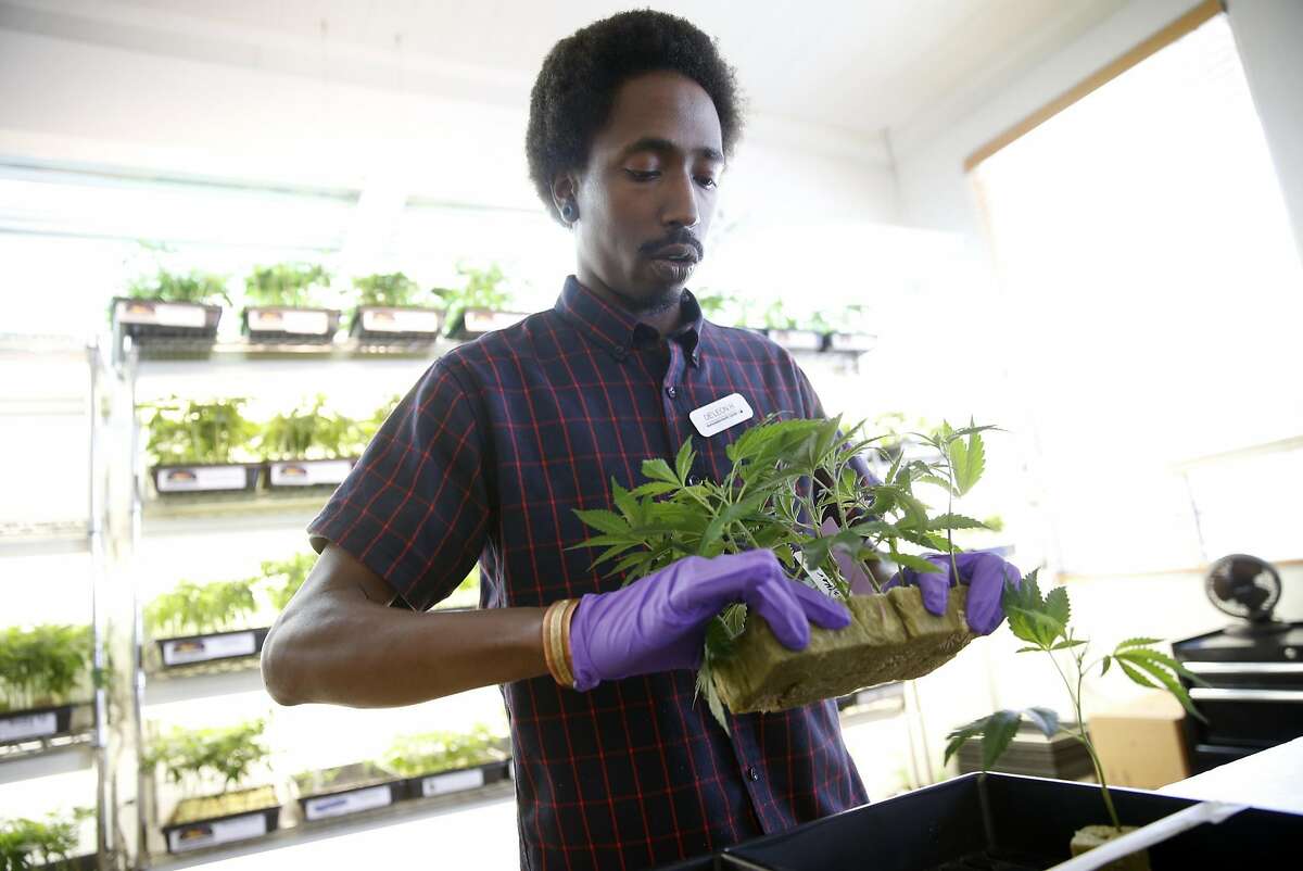 De'Leon Haley works at the marijuana plant counter at Harborside in Oakland, Calif., on Monday, May 2, 2016.