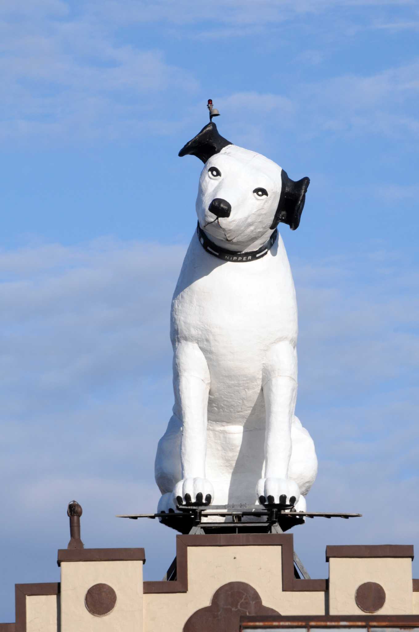 Nipper, Albany's top dog and timeless muse
