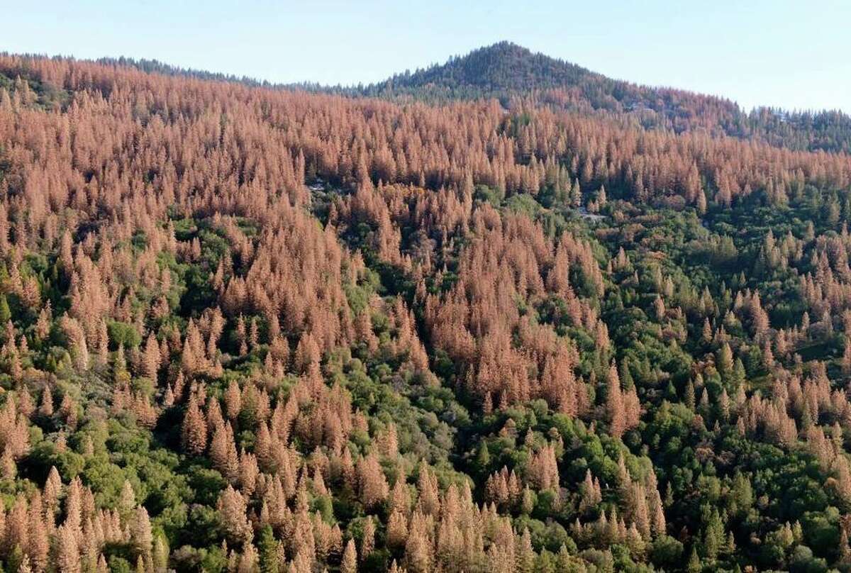 Large patches of dead and dying trees are seen in the Sierra Nevada mountains from a helicopter tour Tuesday, Dec. 1, 2015. Mostly ponderosa and sugar pine trees are dying off in large numbers around Bass Lake and throughout the Sierra Nevada due to a bark beetle infestation brought about by four years of extreme drought in California.
