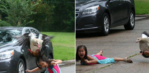 Social Media Go Crazy Over Photo Of Houston Girl's Goose Attack