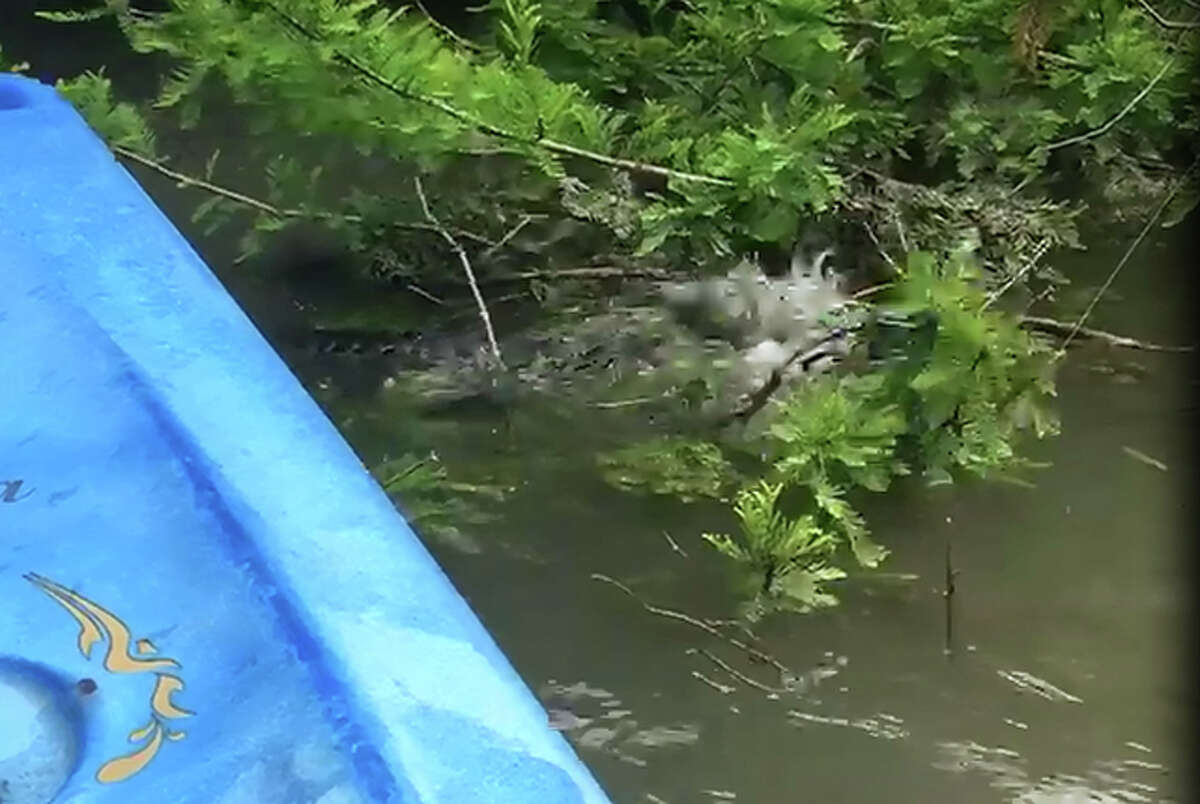 An American alligator spotted May 1 on the Guadalupe River north of Spring Branch.