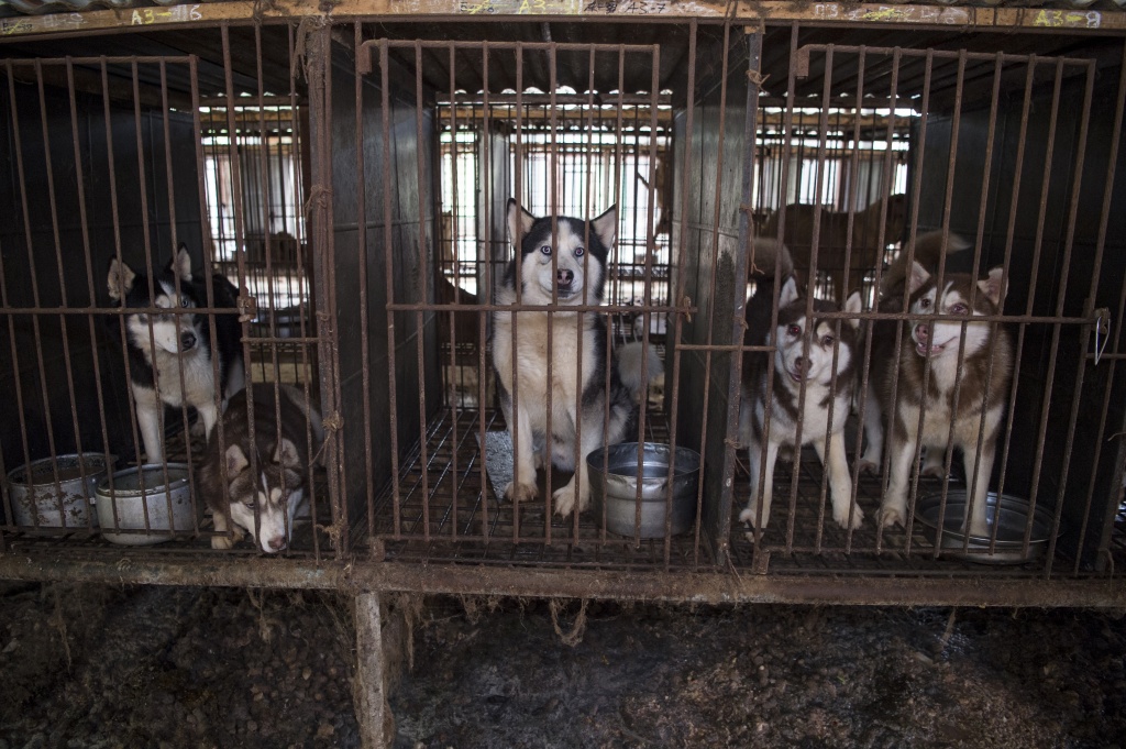 Dallas shelter dogs rescued from Korean 'dog meat farm'