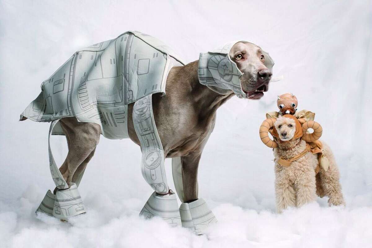 Собака из звездных войн