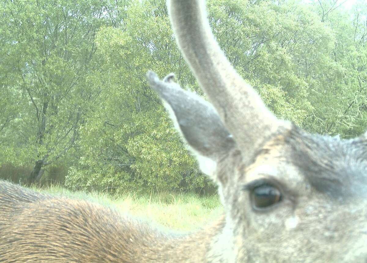 Wildlife cameras capture a wide array of species