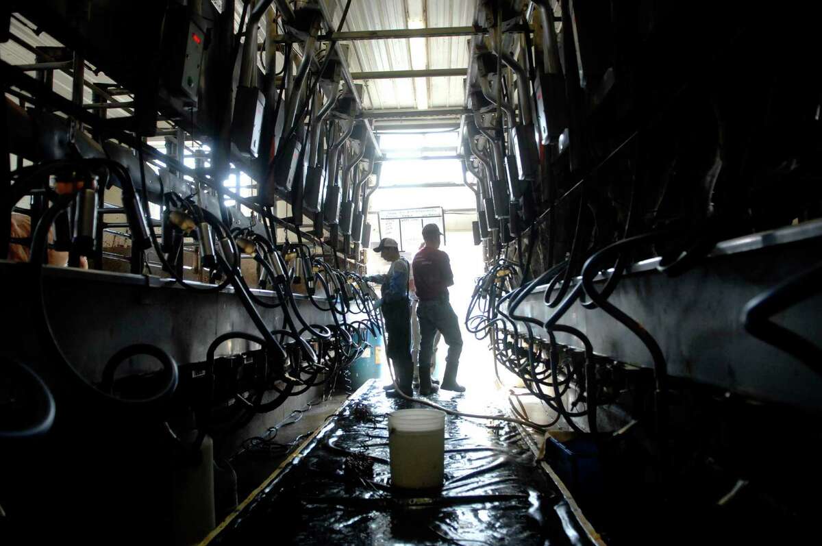Lucas (could only get first name), background left, a farm worker at Tiashoke Farms in Buskirk, NY, and Paul Molesky, right, the herd manager at the farm, work in the milking parlor on Tuesday, Sept. 21, 2010. (Paul Buckowski / Times Union)