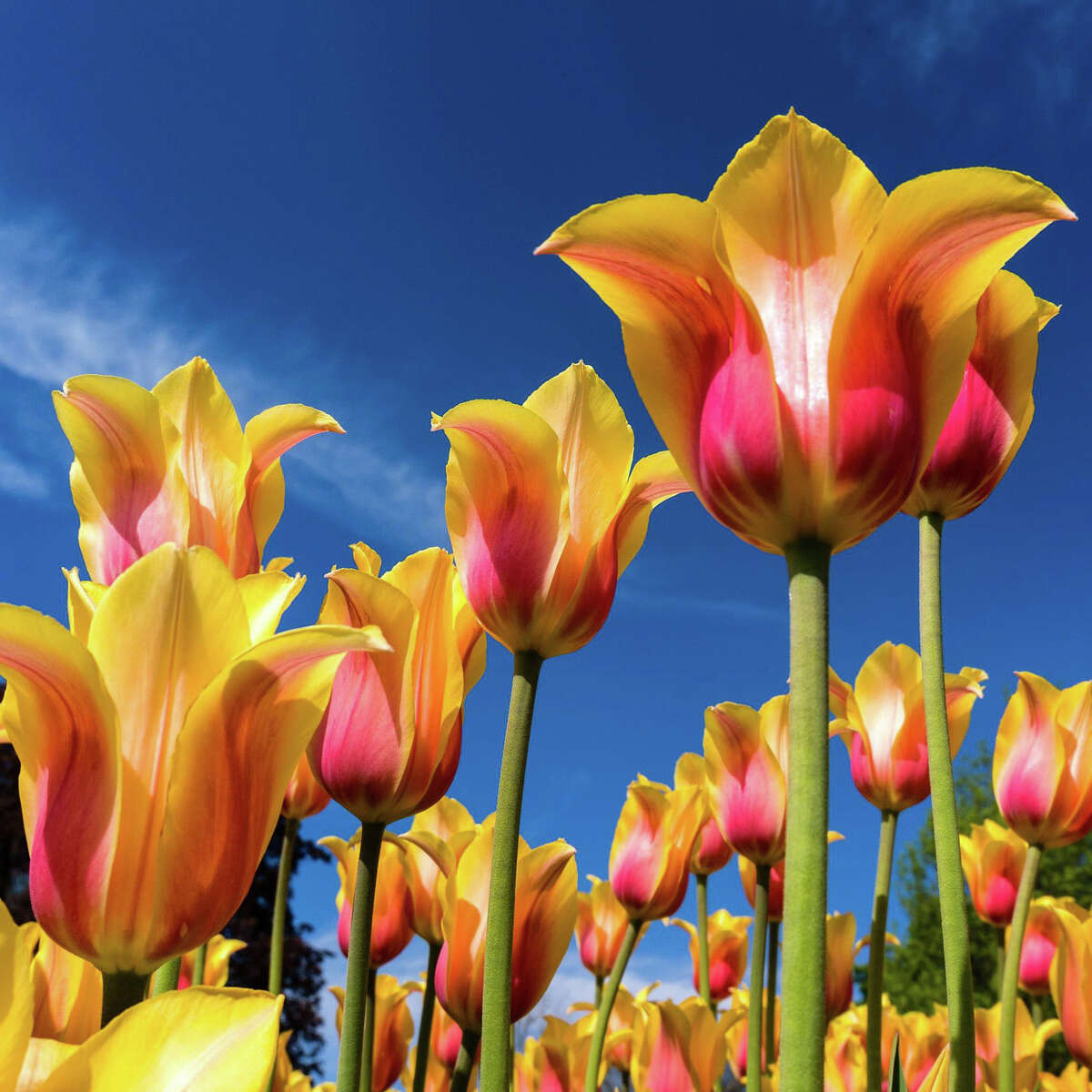 Tulip photo contest winners announced