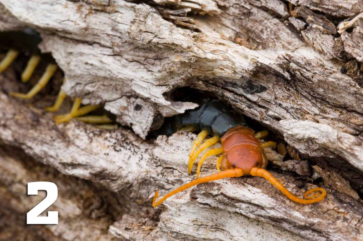 2. Texas redheaded centipedes are typical to the U.S. and live in the southwestern and midwestern areas of the country, according to Orkin. The creatures, otherwise known as giant desert centipedes, can grow up to 9 inches long.