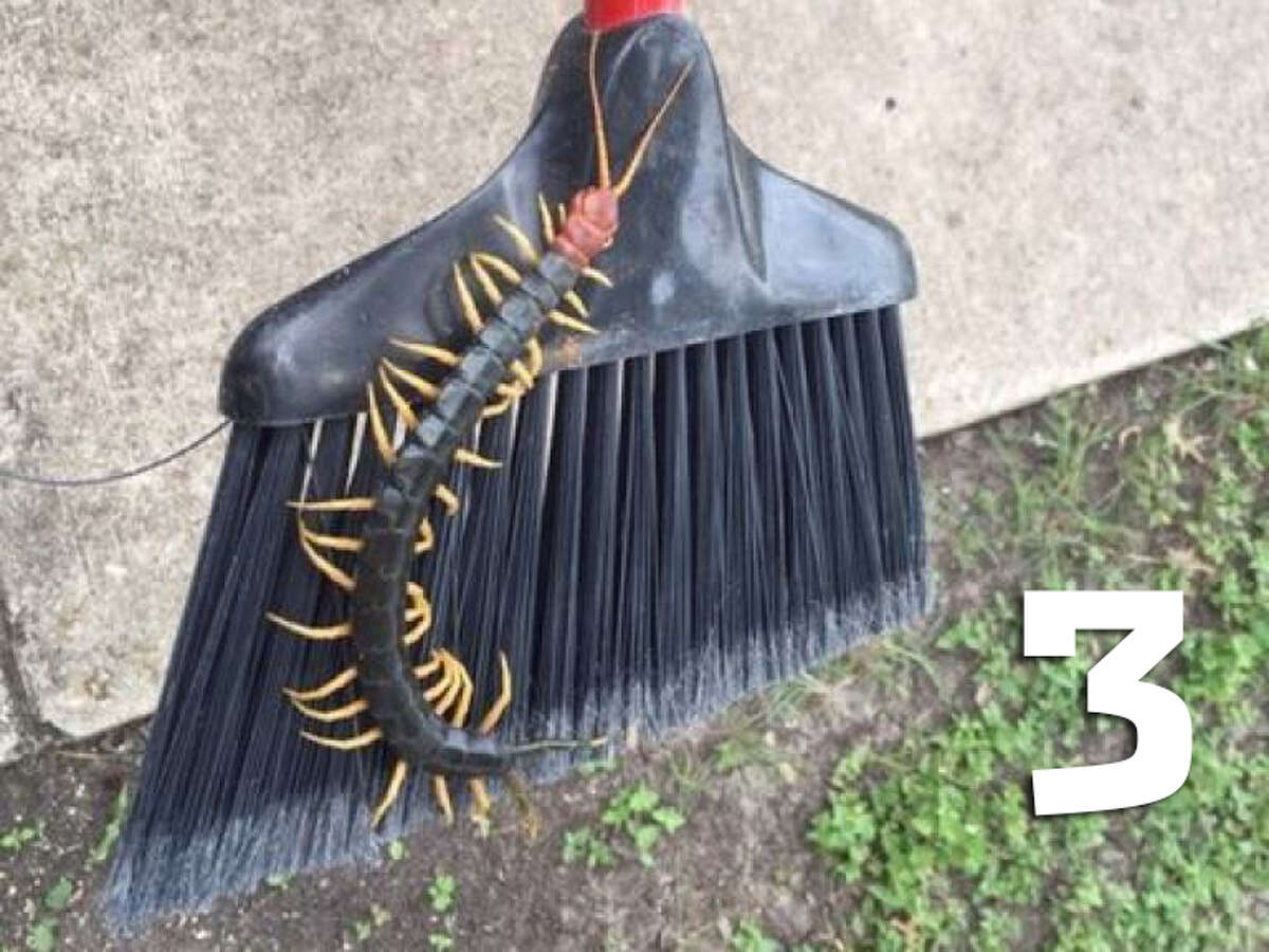3. In general, centipedes live across the world and typically measure up to 6 inches in length. Their lifespan usually ranges from one to six years, according to Orkin.