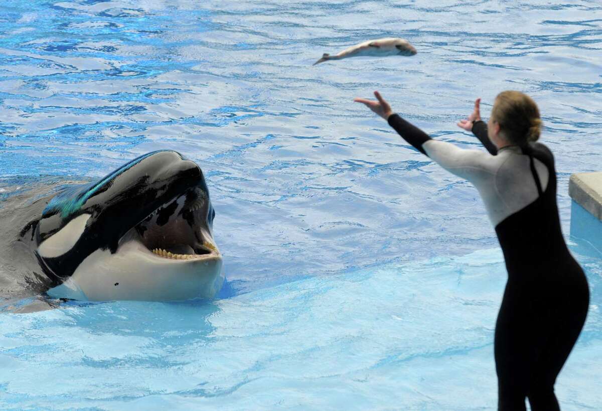 A SeaWorld trainer tosses a fish to an orca. SeaWorld has said it will end all orca breeding.﻿