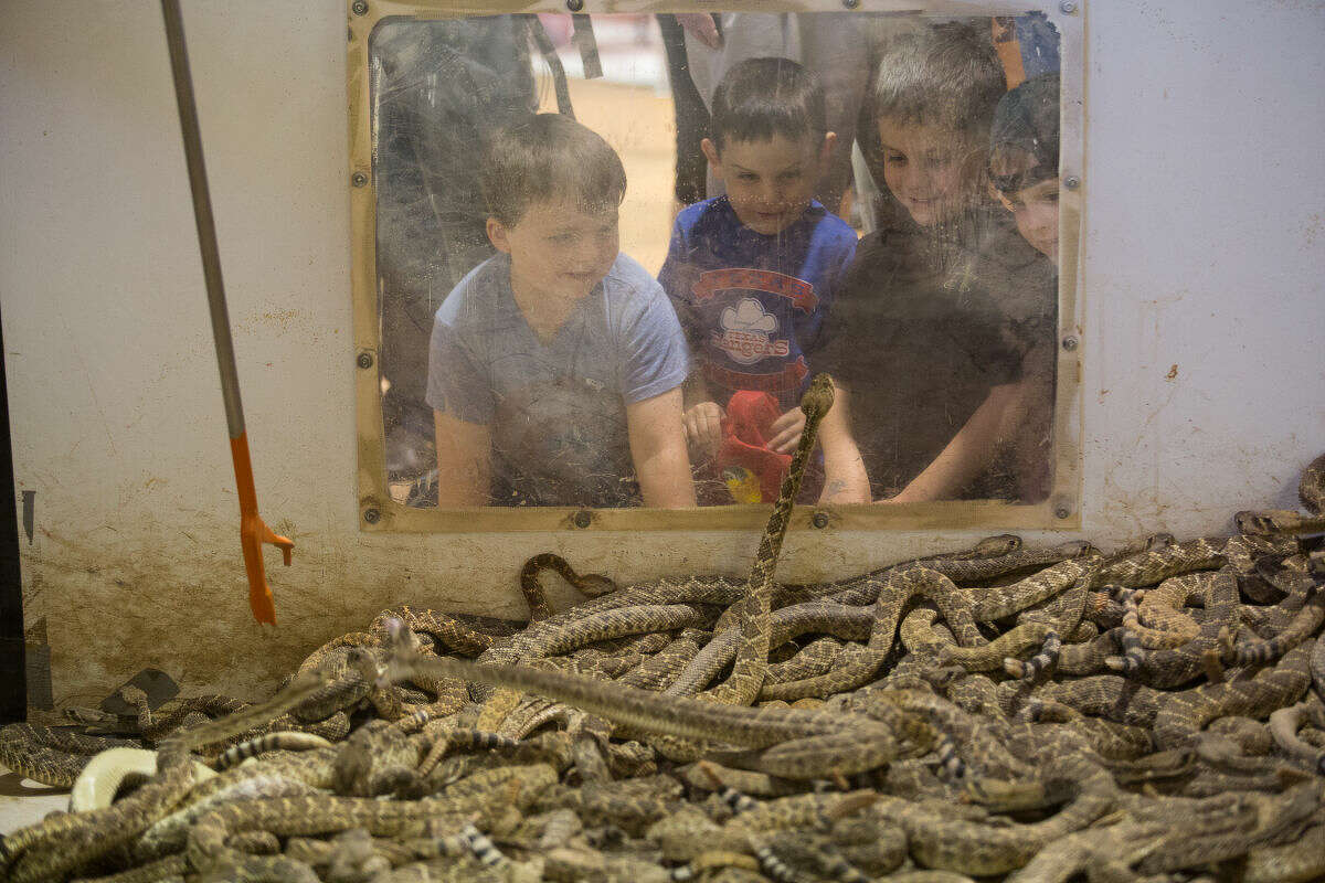 Rattlesnake festivals in question as state ponders gassing ban