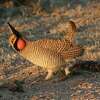 FILE - This March 2007 file photo provided by the Texas Parks and Wildlife Department shows a male lesser prairie chicken in a mating stature in the Texas panhandle. A first-of-its-kind agreement between federal agencies is designed to ease the concerns of landowners and the energy industry in five states ahead of an expected listing of the lesser prairie chicken as threatened, a move that could curtail their ability to operate in those habitats. (AP Photo/Texas Parks and Wildlife Department, Jon McRoberts, File)