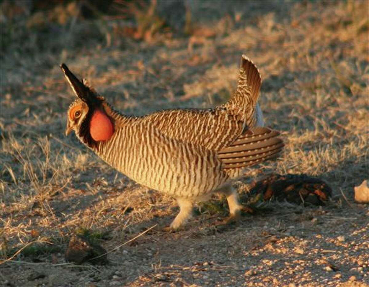 FILE - This March 2007 file photo provided by the Texas Parks and Wildlife Department shows a male lesser prairie chicken in a mating stature in the Texas panhandle. Congressman August Pfluger is leading fellow congressmen in urging the Biden administration to reverse its proposal to list the Lesser Prairie Chicken under the Endangered Species Act.