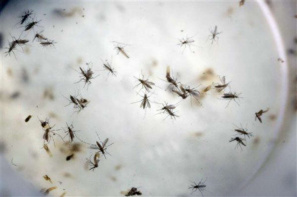 FILE - In this Feb. 11, 2016 file photo of aedes aegypti mosquitoes are seen in a mosquito cage at a laboratory in Cucuta, Colombia. An experimental vaccine for the Zika virus is due to begin human testing in coming weeks, after getting the green light from U.S. health officials. Inovio Pharmaceuticals said Monday, June 20, 2016, that it received clearance from the Food and Drug Administration to begin early-stage safety tests of its DNA-based vaccine against the mosquito-borne virus.(AP Photo/Ricardo Mazalan, File)