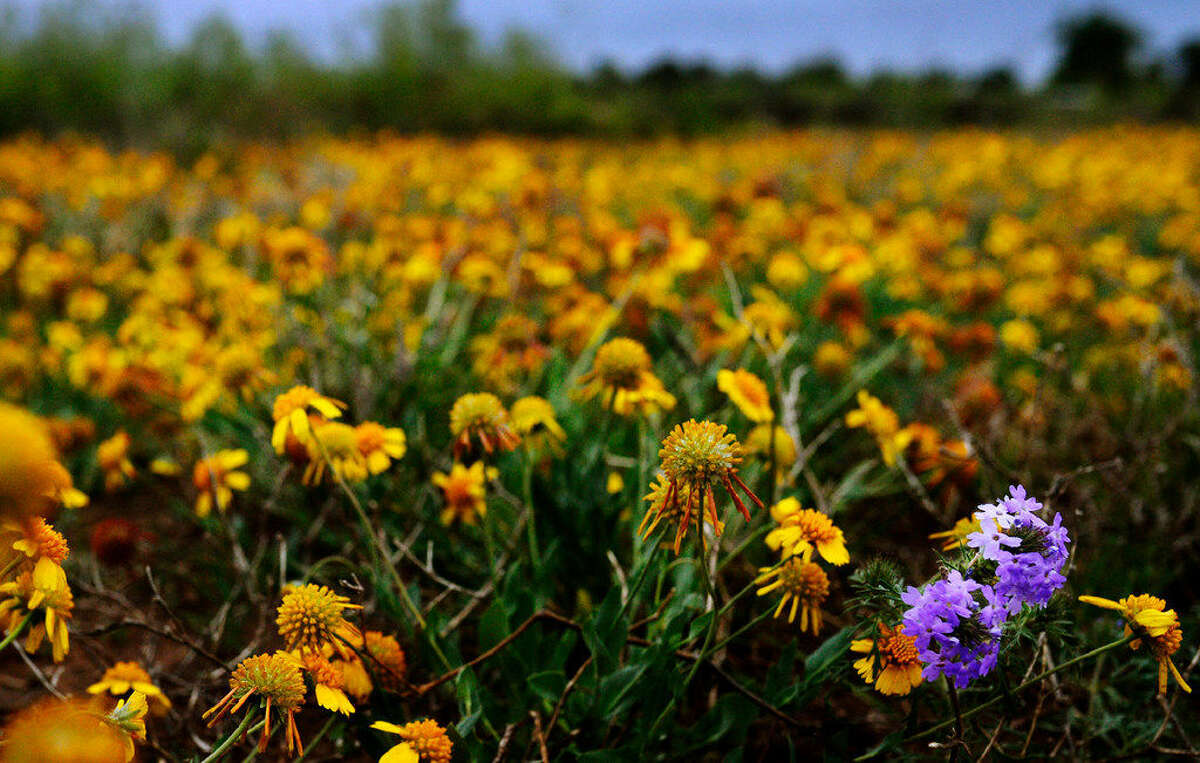 A pair of Prairie Verbenas grow in a field of Huisache Daisies near the Sibley Nature Center on Tuesday, April 12, 2016. James Durbin/Reporter-Tele­gram