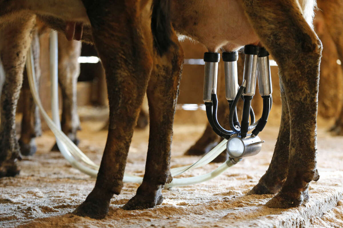 In this Tuesday, March 31, 2015 photo, a dairy cow is milked at the Straw Farm in Newcastle, Maine. The state's dairy farmers are divided over a potential vote this week on a statewide proposal that could change restrictions on raw milk sales. At issue is whether dairy farmers should be allowed to sell raw milk directly to consumers without a license. (AP Photo/Robert F. Bukaty)