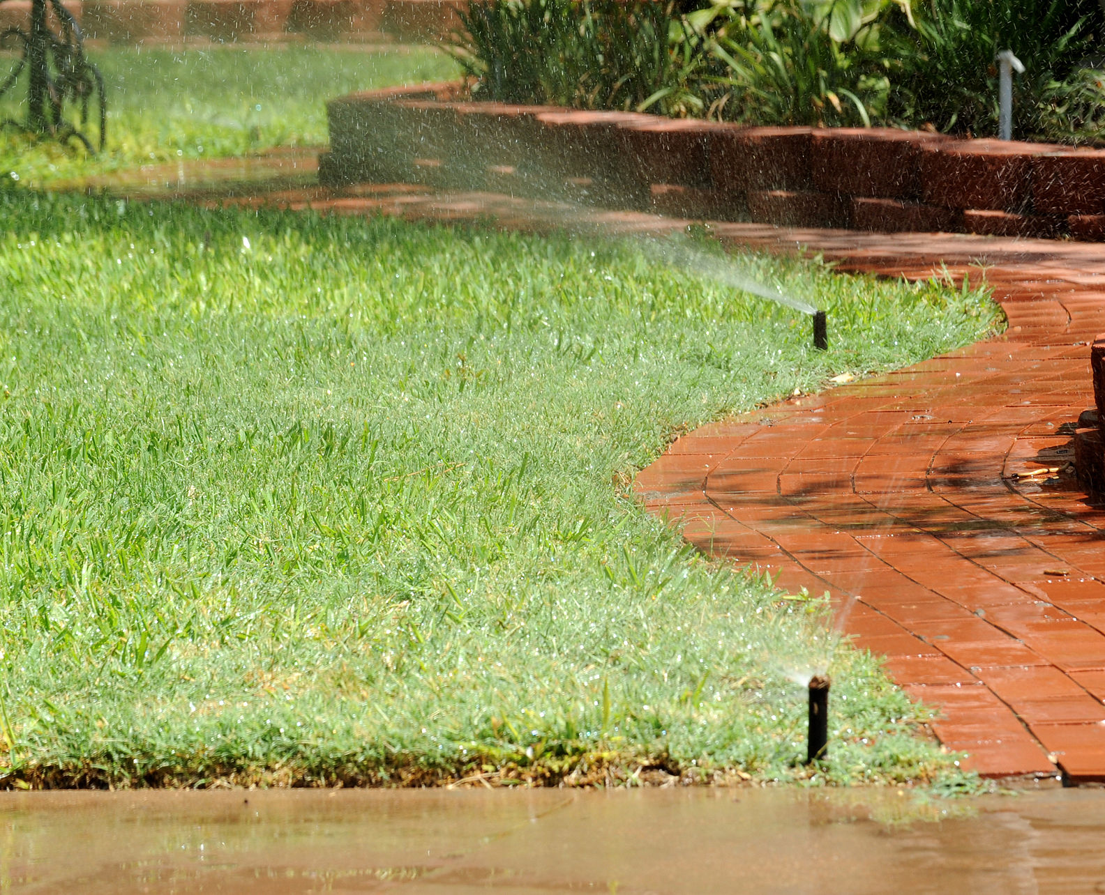 Master Gardeners: Taking care of your lawn during a drought