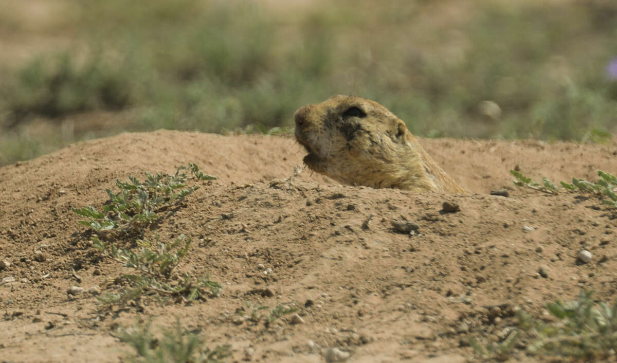 The City of Midland has plans to plug the burrows of hundreds of prairie dogs in the field at Lamesa Road and Loop 250, Monday, 6-29-15, to allow parking for the July 4th festivities in Hogan Park. Tim Fischer\Reporter-Telegram