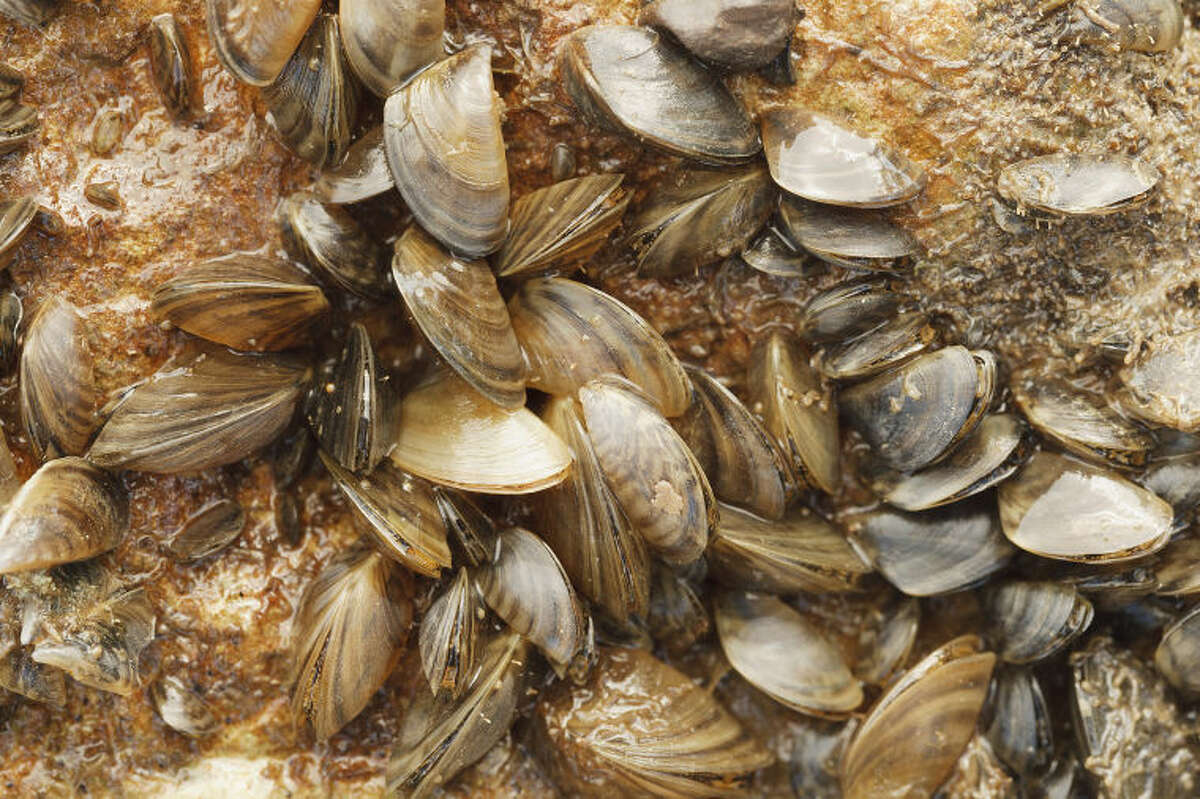 Zebra mussels on Lake Texoma and control efforts