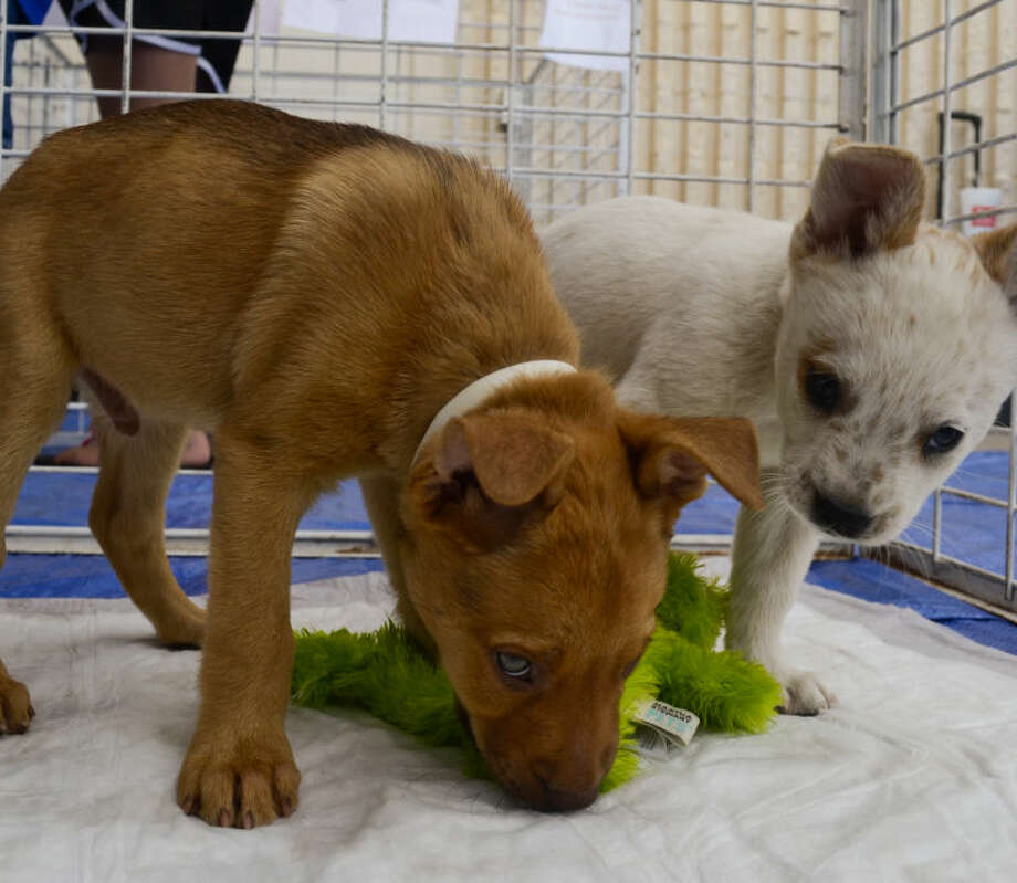 midland spca dogs for adoption