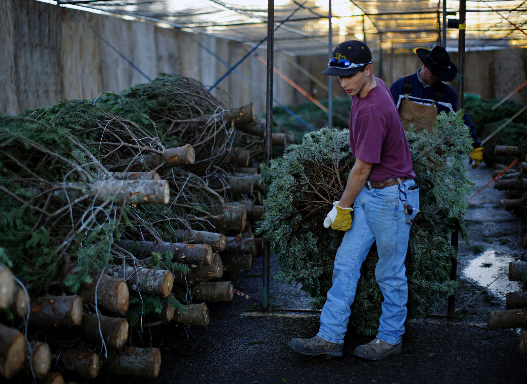 Where in Midland to find live, Christmas trees for the holiday season