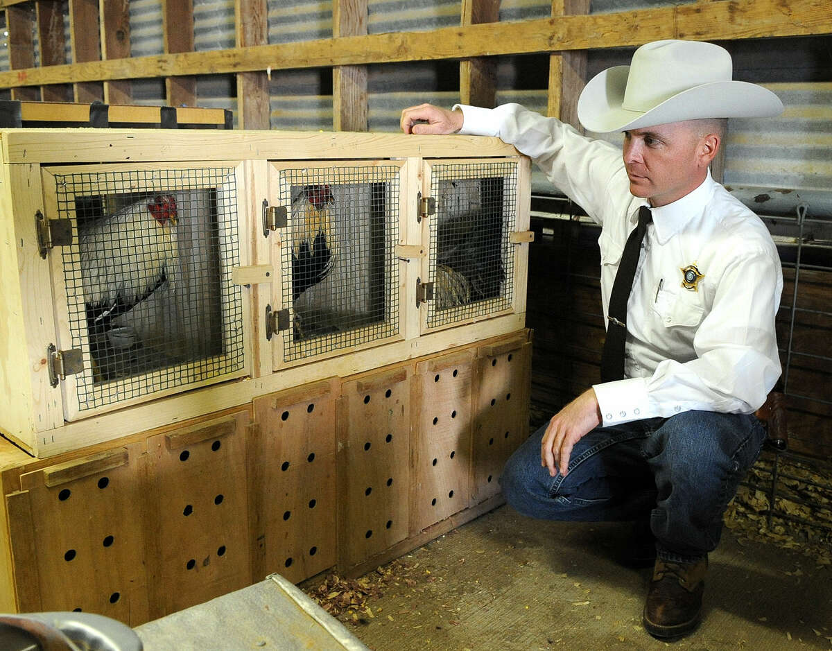 Martin County Sheriff John Woodward checks on the roosters used in cockfighting. Photo by Reid Merritt 2/2/09