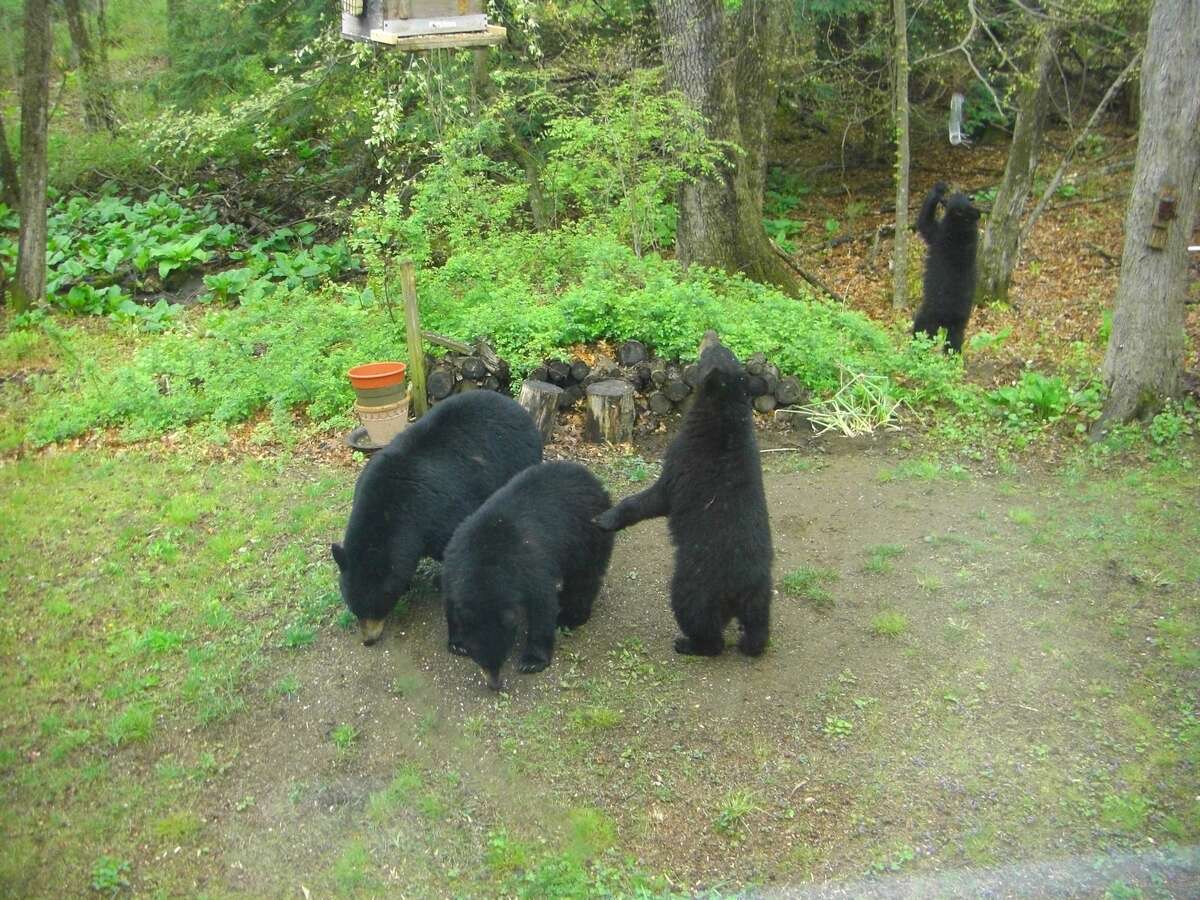 A mother bear with her 3 cubs visited a Minor Bridge Road back yard in Roxbury around 10:30 a.m.