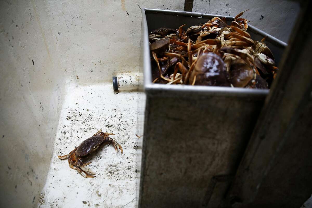 One Dungeness crab sits on the floor of a boat after falling out of a metal crate used to unload crab at Pier 45 in San Francisco, California, on Monday, May 9, 2016.