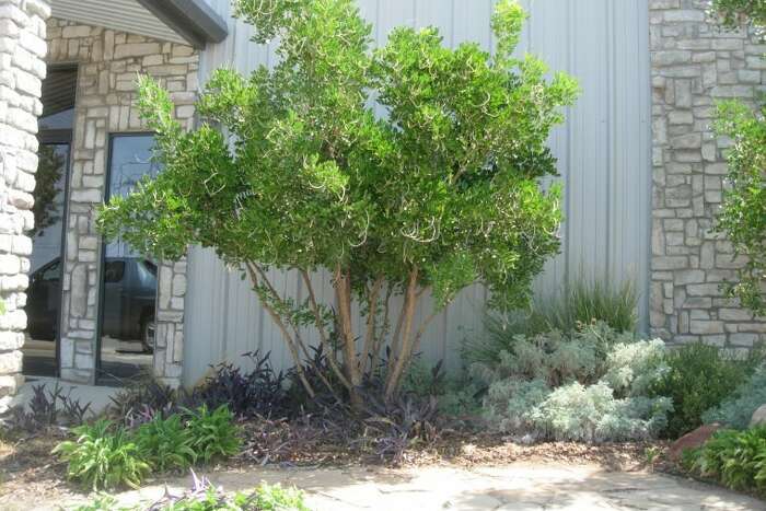 Showy Texas Mountain Laurel Will Survive Heat Drought