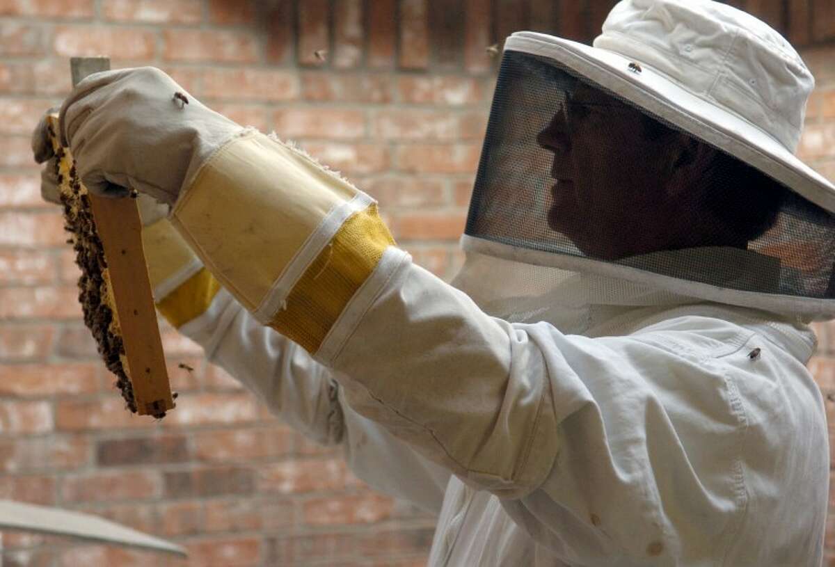 Bee keeper Tim Cleverdon, with Bee Busters, examines one of his hives for honey. Cleverdon said this is an easy process with European bees, but Africanized bees would swarm and attack him and not stay in the hive. Photo by Tim Fischer 5/16/08