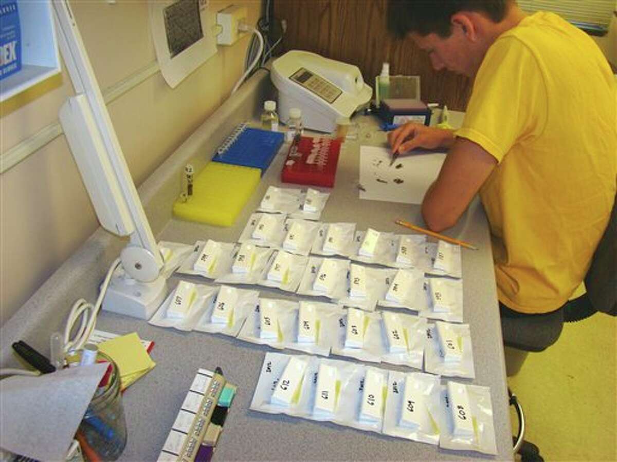 (File Photo) In this photo provided by the Northwest Mosquito Abatement District, lab assistant Carter Sharp sorts mosquitoes Thursday, July 26, 2012, in Wheeling, Ill., that were collected from Chicago's northwest suburbs for West Nile virus testing. Illinois already has seen at least two human West Nile virus infections this year, more than a month earlier than usual. The rate of infected mosquitoes in the state is the highest in a decade and higher than in 2002 when 67 people died. Health officials say the hot, dry weather is a factor. (AP Photo/Courtesy the Northwest Mosquito Abatement District, Michael Szyska)