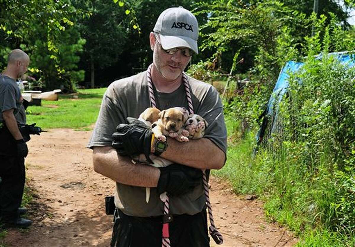 In this Aug. 23, 2013, photo provided by the ASPCA, puppies are carried by an official at a home in Auburn, Ala. A federal and state investigation into dog fighting and gambling has resulted in the arrest of 12 people from Alabama, Georgia, Mississippi and Texas. U.S. Attorney George Beck said Monday, Aug. 26, that at least 12 are charged with conducting an illegal gambling business and multiple dog fighting charges, including promoting dog fights. (AP Photo/ASPCA)