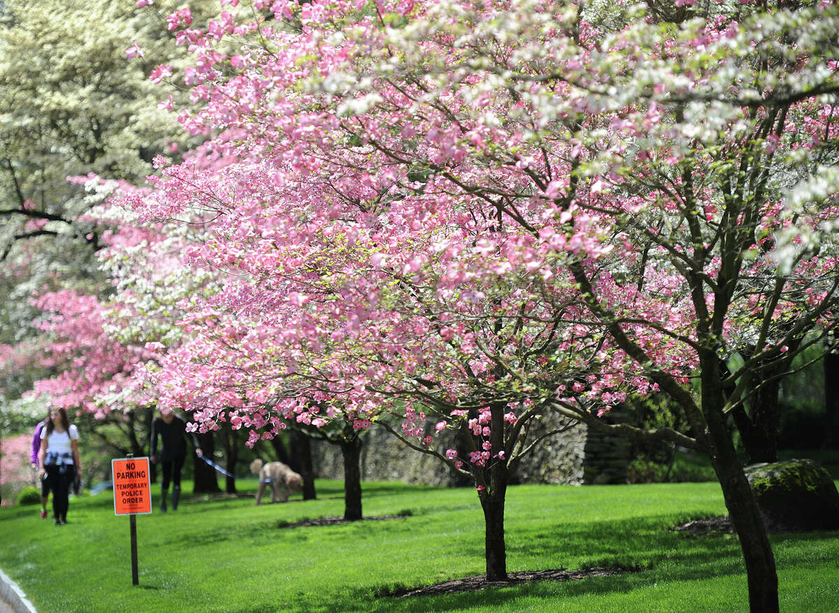 Unboughed Dogwood Festival blossoms on showery spring weekend