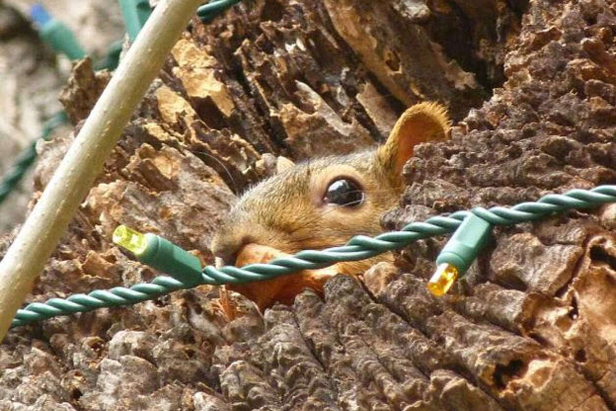 River Walk lights go squirrely