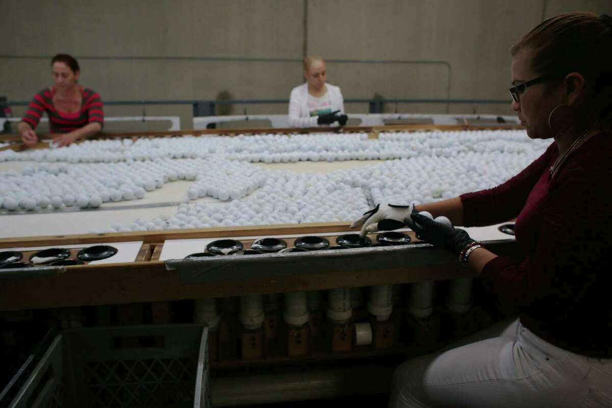 Elda Gamez, left, Norma Ruiz, center, and Martha Betancourt, left, observe used golf balls sorting by the cosmetic condition of the balls at the PG Professional Golf, which is the largest supplier of recycled and refinished golf balls in the world. They sold 43 million last year, which is roughly 6% of all balls sold worldwide. Monday, May 2, 2016, in Houston. ( Marie D. De Jesus / Houston Chronicle )