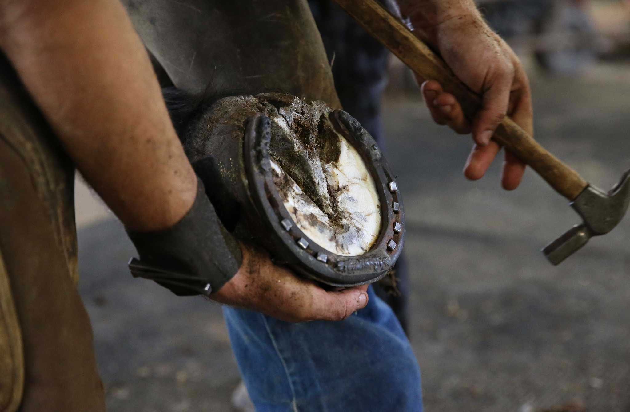 Young farrier carries on the ancient art of horseshoeing