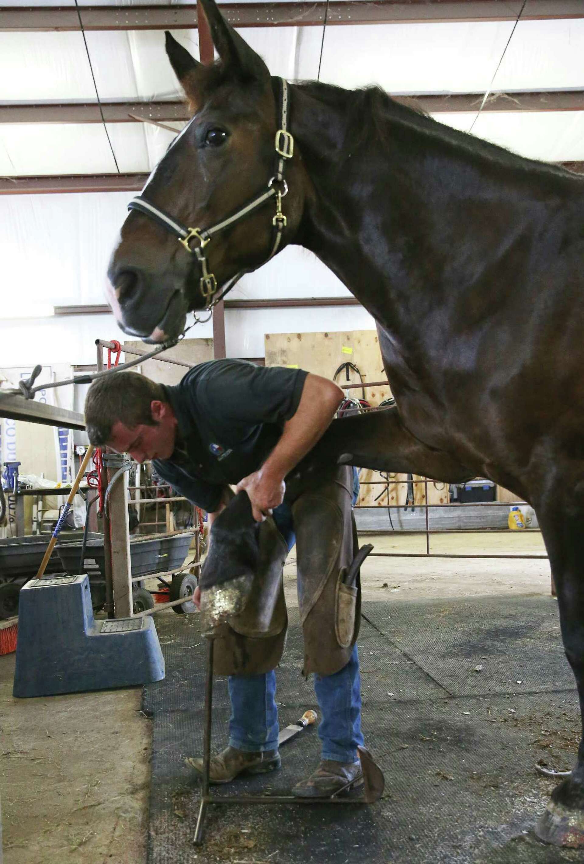 Young farrier carries on the ancient art of horseshoeing