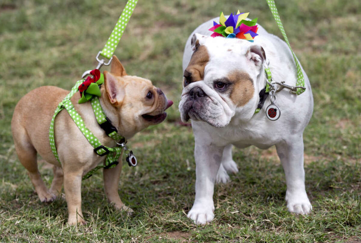 Sofi, a 4-year-old French bulldog and Squishy, a 5-year-old English bulldog show off bows from the Squishy Pet Product line on Tuesday at Kiwanis Park in Midland. James Durbin/Reporter-Telegram
