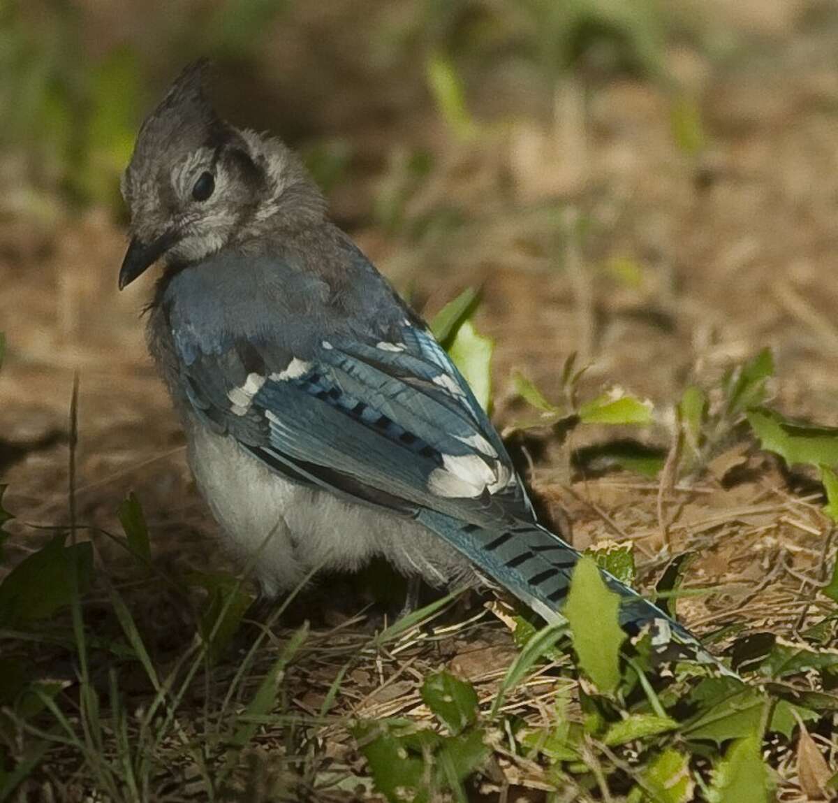 Weekend Birding: Juvenile Blue Jay