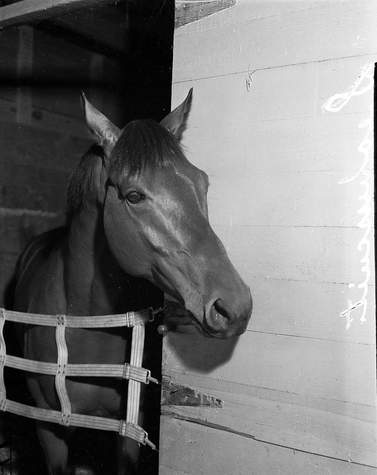 seabiscuit racehorse