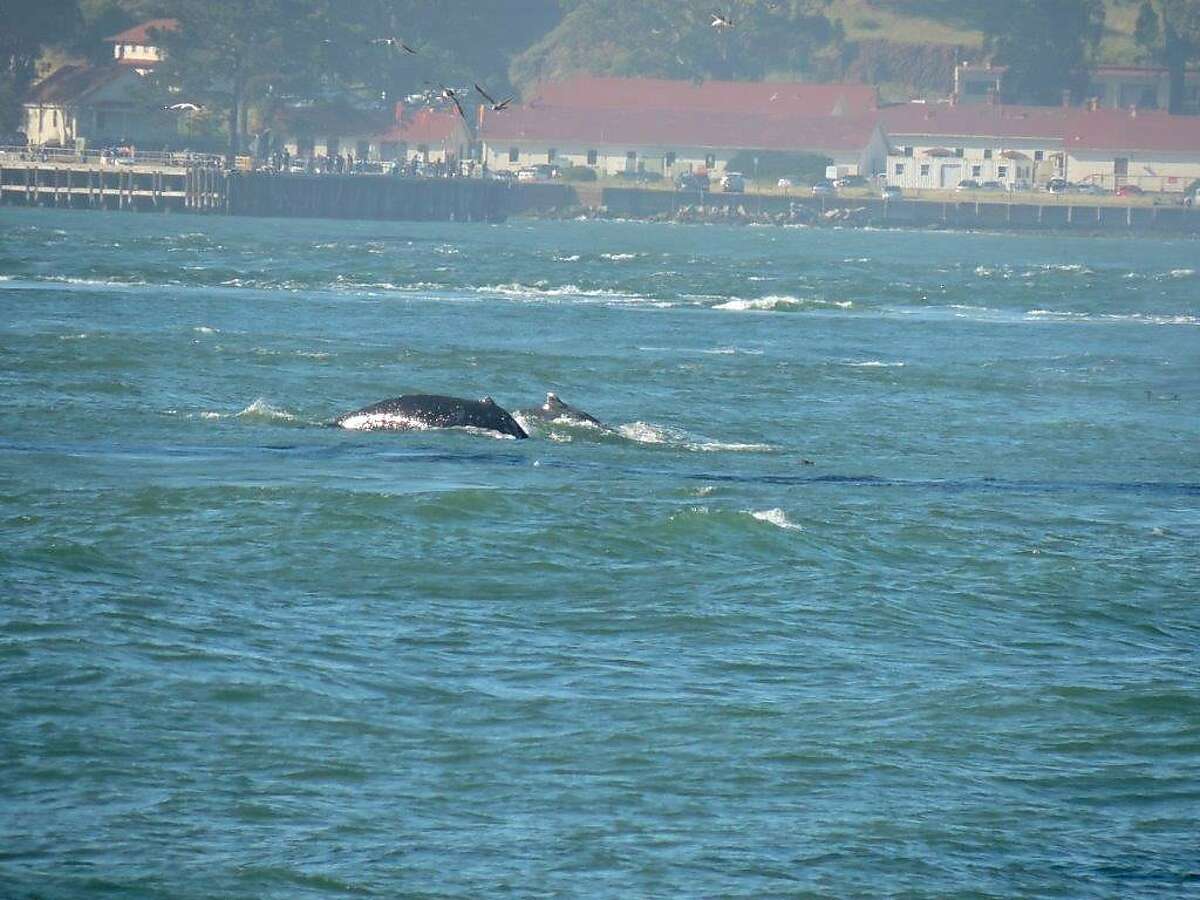 An usually large number of humpback whales like this one have been seen over the past two weeks in San Francisco Bay. Photo by Lauri Duke.