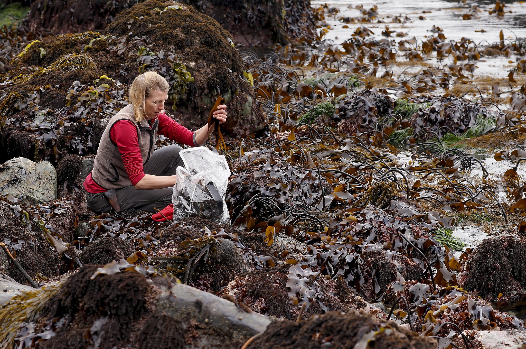 工芸品 raw life factory Cabanel SEAWEED 工芸品 raw life factory Cabanel SEAWEED 工芸品 raw life factory